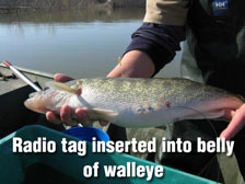 Radio tag inserted into belly of walleye.