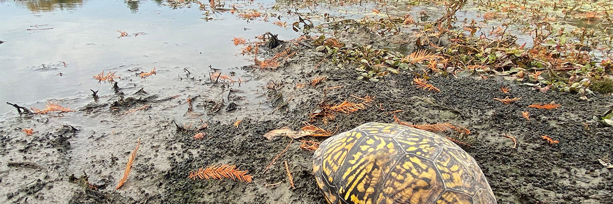 turtle on lake shore