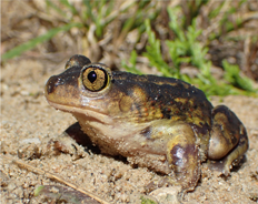 Eastern Spadefoot Frog