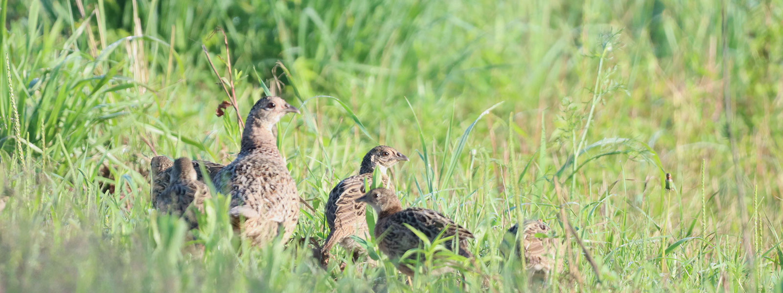 Pheasant brood on ground