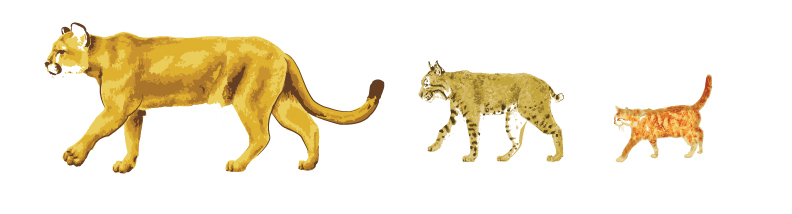 Comparison of mountain lion, bob cat, cat