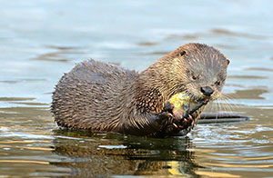 River otter eating