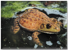 Bull Frog