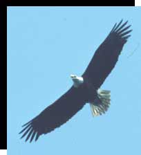 Bald Eagle Wingspan