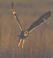 Short-Eared Owl
