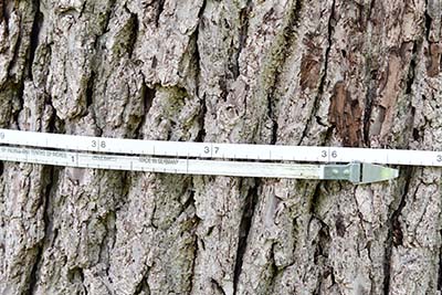 Tree measuring tape close up