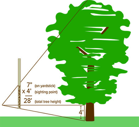 How to measure tree height