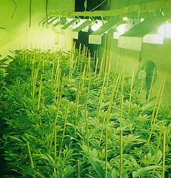 Indoor Marijuana Growing Operation