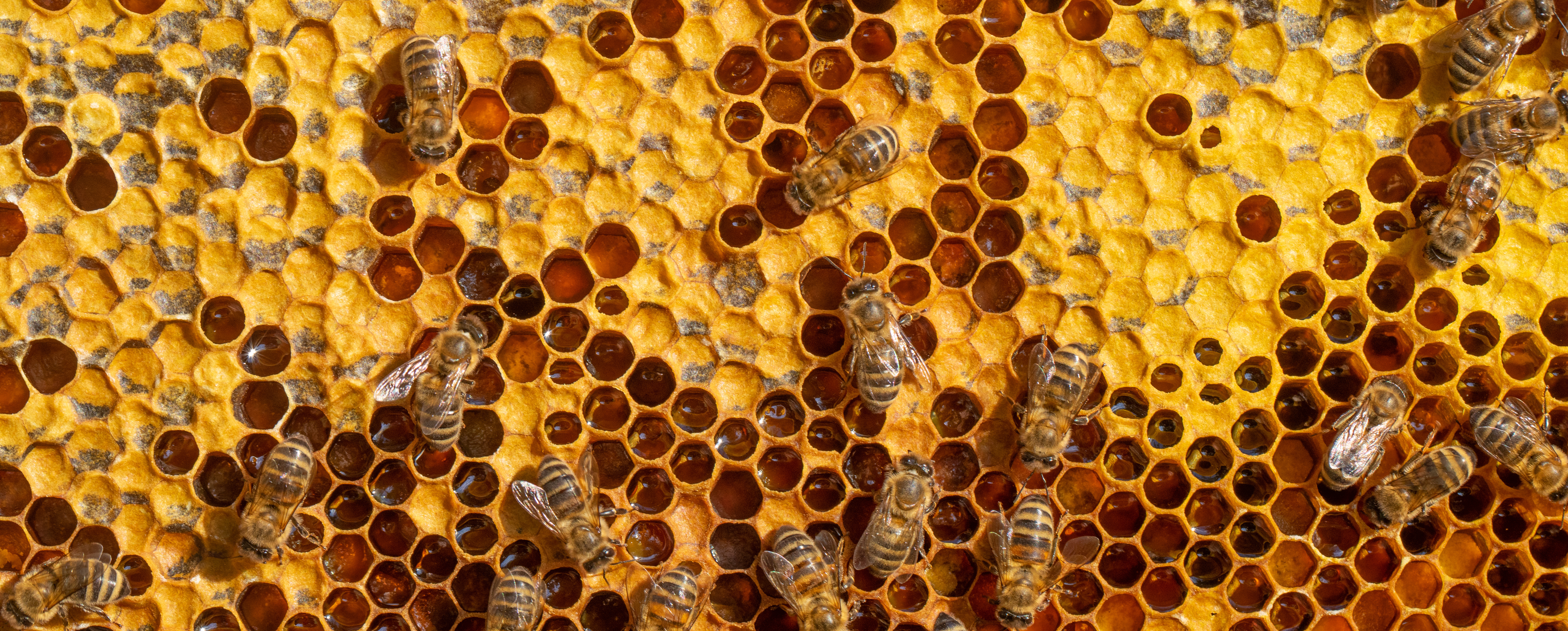 honeybees on a comb