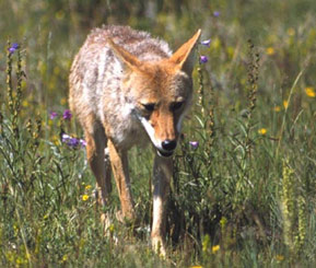 Coyote Coyote