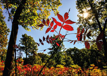 Harrison Trust land