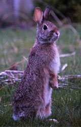 Cottontail Rabbit Cottontail Rabbit