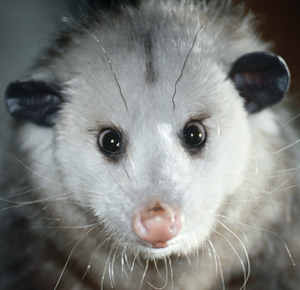 Opossum Opossum