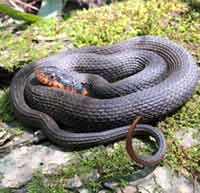 Copperbelly Copperbelly