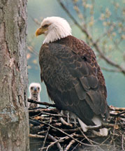 Bald eagle with eaglet<br />