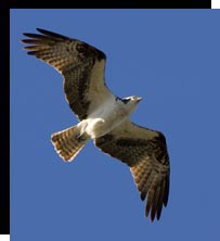 Osprey Osprey