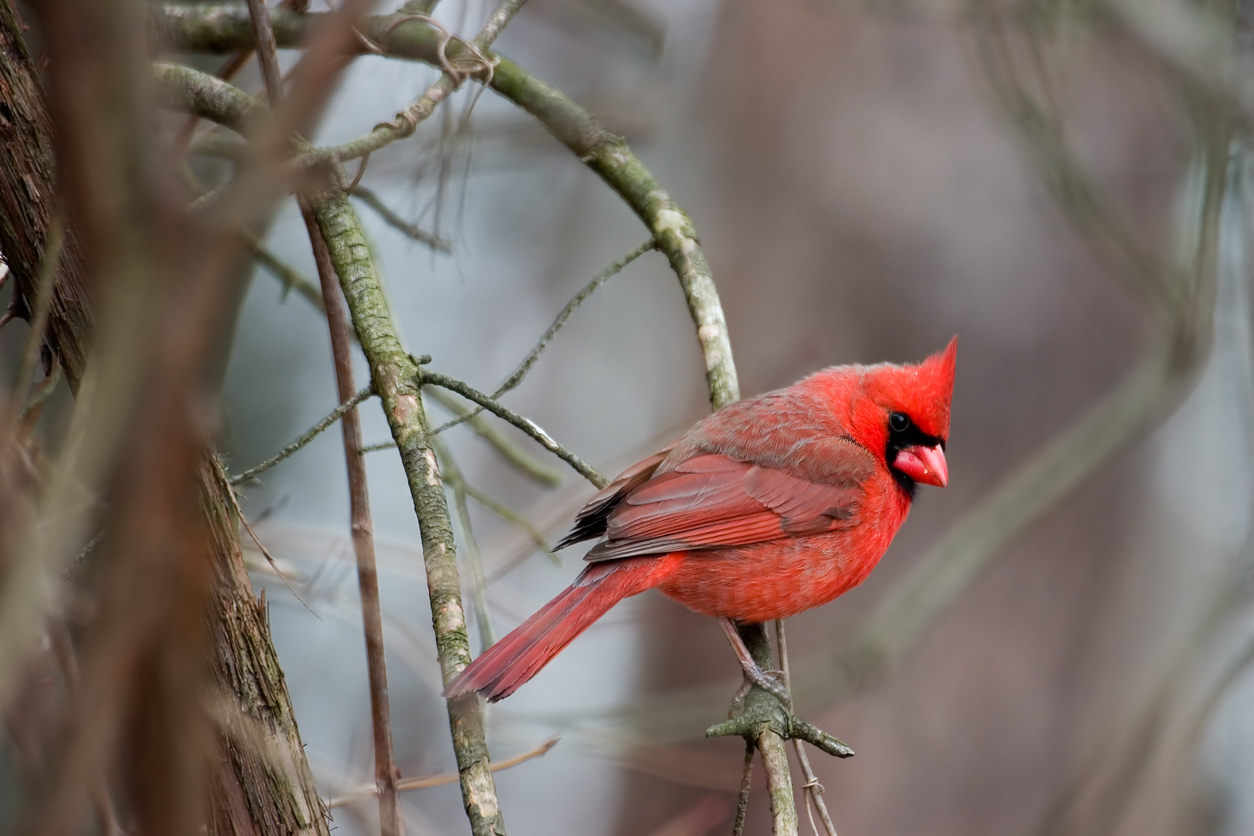 The cardinal (Richmondena cardinalis)