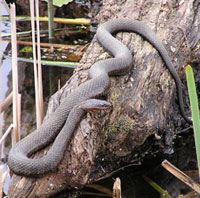 Northern Watersnake Northern Watersnake