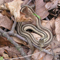 common gartersnake common gartersnake