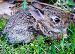 Cottontail Rabbit bunny cottontail rabbit bunny