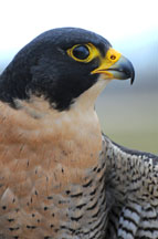 Peregrine Falcon