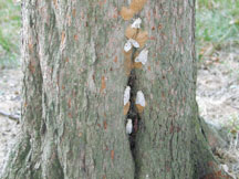 spongy moths