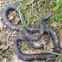 Gray Ratsnake Gray Ratsnake