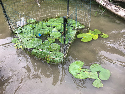 Aquatic plant enclosure