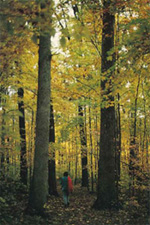 Forests of Indiana Forests of Indiana