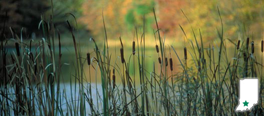 martin state forest martin state forest