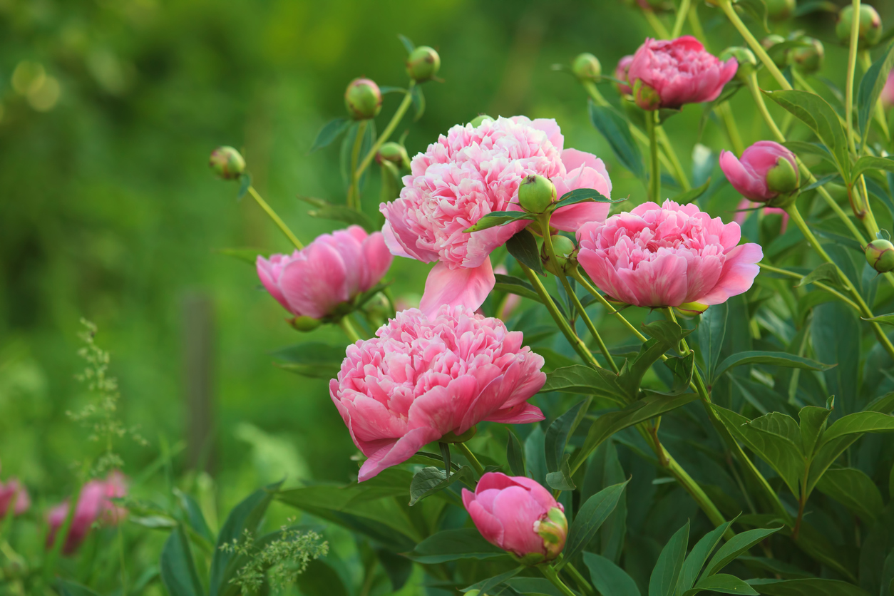 The peony (Paeonia)