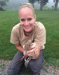 Dove banding by wildlife biologist Dove banding by wildlife biologist