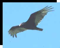 Turkey Vulture Turkey Vulture
