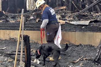 Black arson canine walks through burned house wreckage with handler
