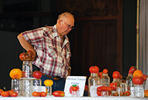 Roger Miller views an Heirloom Tomato Festival exhibit. (Brent Drinkut photos)