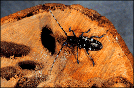 asian longhorn beetle damage