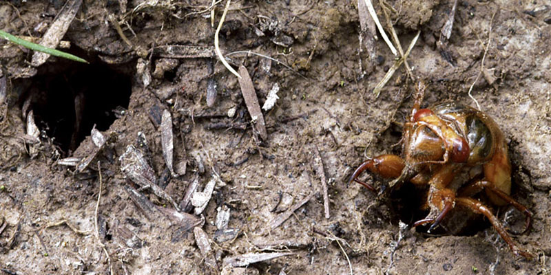 cicada in ground