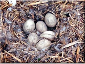 when geese lay eggs