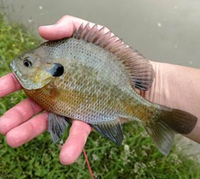 Fishing Fundamentals: Bait Selection for Panfish