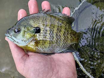 DNR: Fish & Wildlife: Fishing Tips When & Where