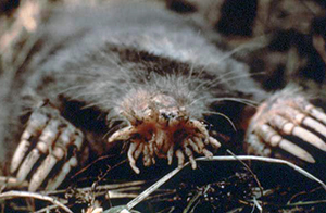 Star-nosed mole. Photo credit: US National Parks Service