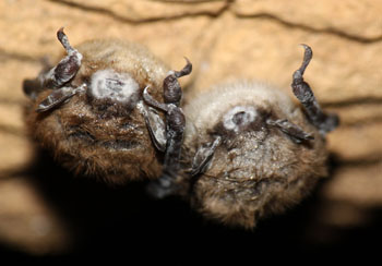 White-nose syndrome is quietly killing millions of bats •