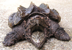 alligator snapping turtle vs common snapping turtle baby