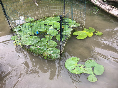Aquatic plant enclosure