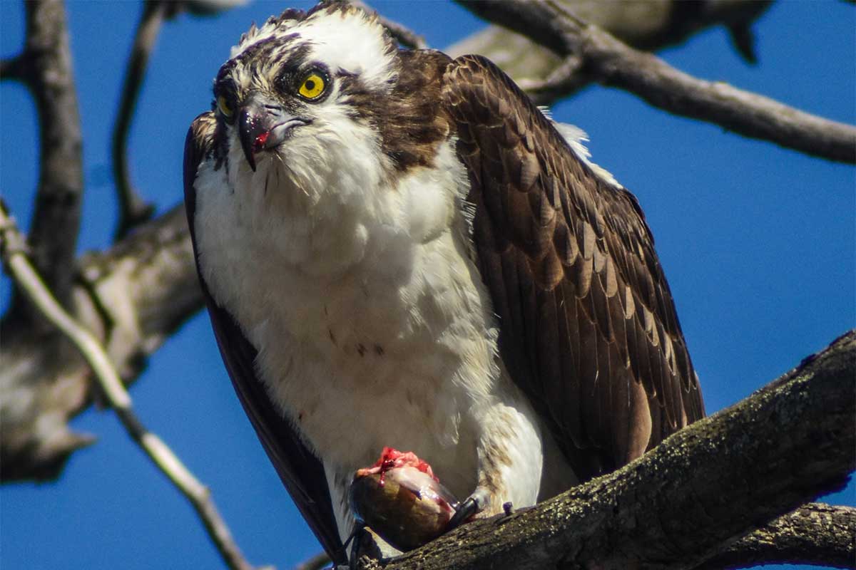 DNR: Fish & Wildlife: Home