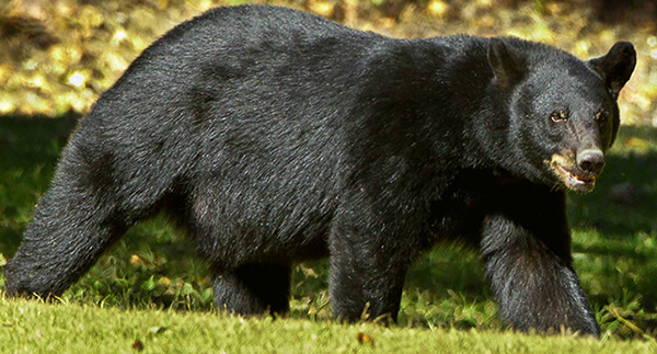 DNR: Fish & Wildlife: Black Bear