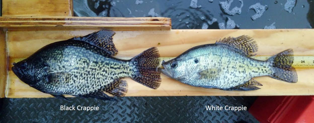 DNR: Fish & Wildlife: Crappie Fishing
