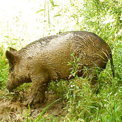 types of hogs