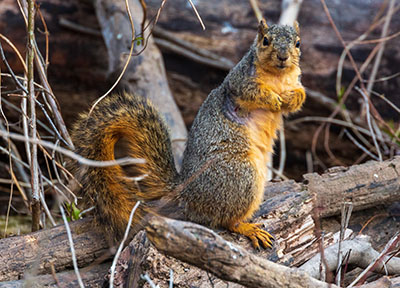 eastern fox squirrel scat