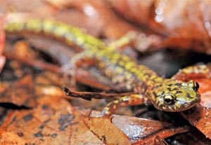 DNR: Fish & Wildlife: Green Salamander